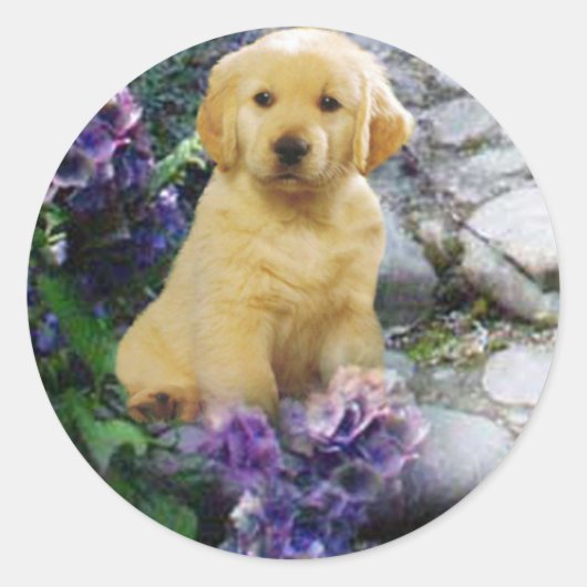 Golden Retriever Sticker Hydrangia (Voorkant)