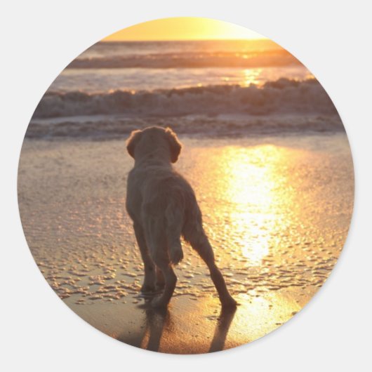 Golden Retriever Stickers (Voorkant)