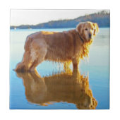 Golden Retriever Tegeltje (Voorkant)