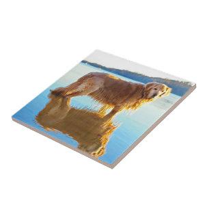 Golden Retriever Tegeltje