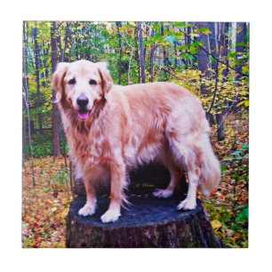 Golden Retriever Tegeltje