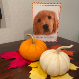 Golden Retriever Thanksgiving Hallo Kaart