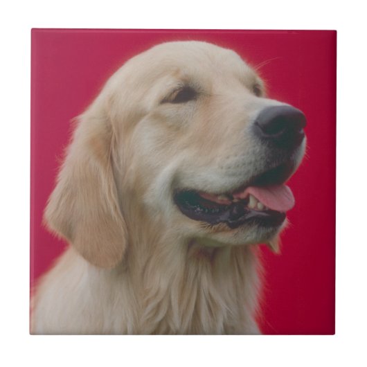 Golden Retriever Tile Tegeltje (Voorkant)