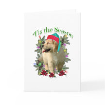 Golden Retriever ‘Tis