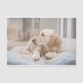 Golden Retriever Tissue Paper Tissuepapier