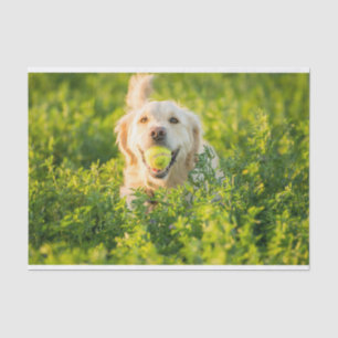 Golden Retriever Tissue Paper Tissuepapier