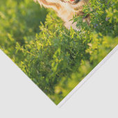 Golden Retriever Tissue Paper Tissuepapier (Detail)