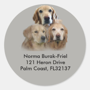 Golden Retriever Trio Retouradresstempel Ronde Sticker
