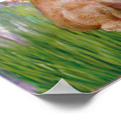 Golden Retriever (twee) - Lilies 2 Poster (Hoek)