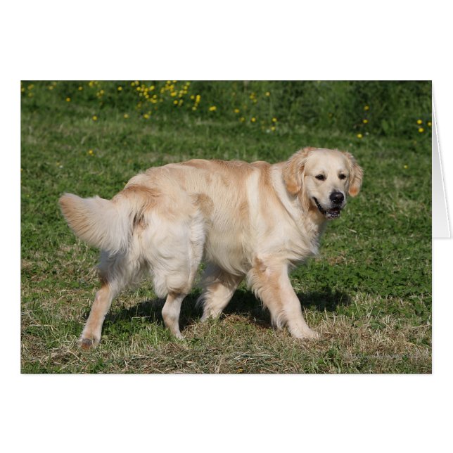 Golden Retriever Walking (Voorkant Horizontaal)