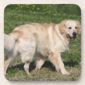 Golden Retriever Walking Bier Onderzetter (Voorkant)