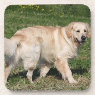 Golden Retriever Walking Bier Onderzetter