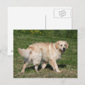 Golden Retriever Walking Briefkaart (Voorkant / Achterkant)