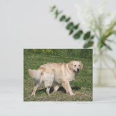 Golden Retriever Walking Briefkaart (Staand voorkant)