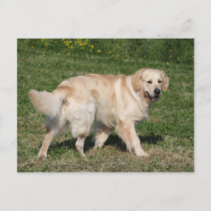Golden Retriever Walking Briefkaart