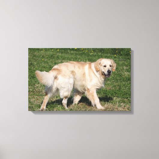 Golden Retriever Walking Canvas Afdruk (Voorkant)