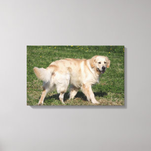 Golden Retriever Walking Canvas Afdruk