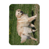 Golden Retriever Walking Magneet (Verticaal)
