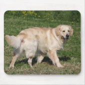 Golden Retriever Walking Muismat (Voorkant)