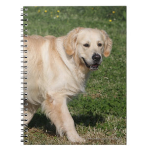 Golden Retriever Walking Notitieboek