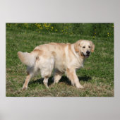 Golden Retriever Walking Poster (Voorkant)