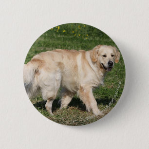 Golden Retriever Walking Ronde Button 5,7 Cm