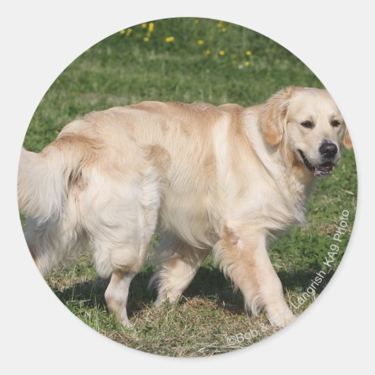 Golden Retriever Walking Ronde Sticker (Voorkant)