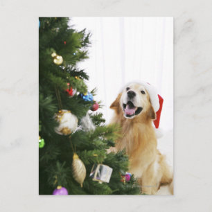 Golden retriever which watches Christmas tree Feestdagenkaart