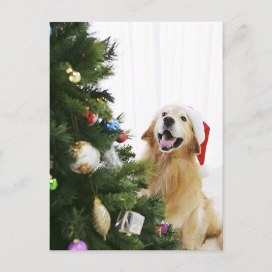 Golden retriever which watches Christmas tree Feestdagenkaart (Voorkant)