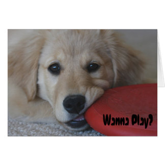 Golden Retriever wil spelen...