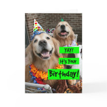 Golden Retriever Yay Het is jouw verjaardag