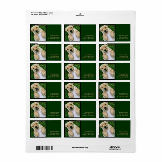 Golden Retriever Yellow Lab Puppy Adresetiketten Etiket (Full Sheet)