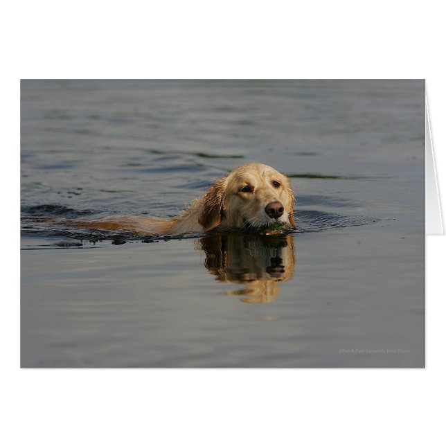 Golden Retriever zwemmen (Voorkant Horizontaal)