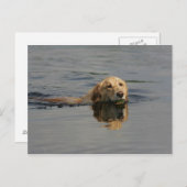 Golden Retriever zwemmen Briefkaart (Voorkant / Achterkant)