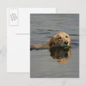 Golden Retriever zwemmen Briefkaart (Voorkant / Achterkant)