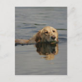 Golden Retriever zwemmen Briefkaart (Voorkant)