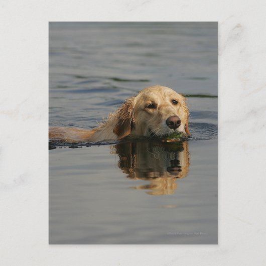 Golden Retriever zwemmen Briefkaart (Voorkant)