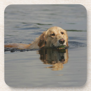 Golden Retriever zwemmen Drankjes Onderzetter