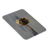 Golden Retriever zwemmen Magneet (Rechterzijde)