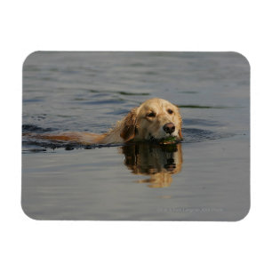 Golden Retriever zwemmen Magneet