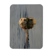 Golden Retriever zwemmen Magneet (Verticaal)