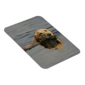 Golden Retriever zwemmen Magneet (Rechterzijde)