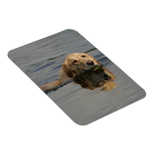 Golden Retriever zwemmen Magneet (Rechterzijde)