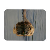 Golden Retriever zwemmen Magneet (Horizontaal)