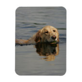 Golden Retriever zwemmen Magneet (Verticaal)