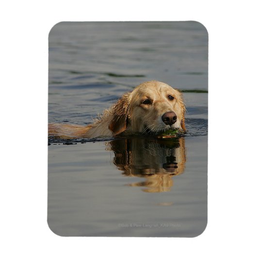 Golden Retriever zwemmen Magneet (Verticaal)