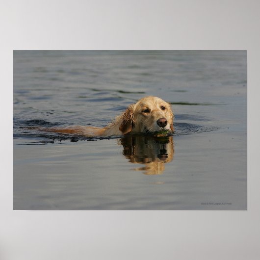 Golden Retriever zwemmen Poster (Voorkant)
