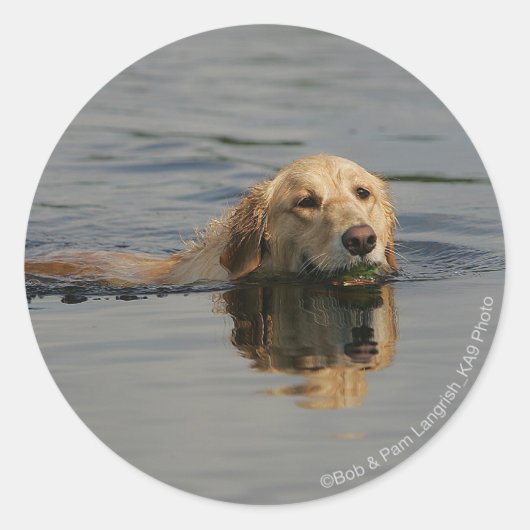 Golden Retriever zwemmen Ronde Sticker (Voorkant)