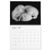 Golden Retrievers 2019 Kalender (Feb 2027)