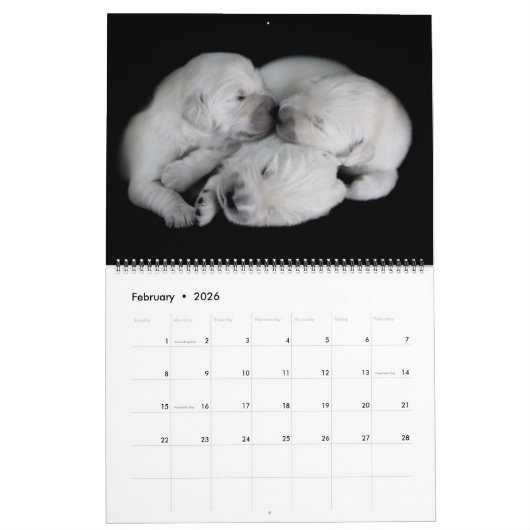 Golden Retrievers 2019 Kalender (Feb 2026)